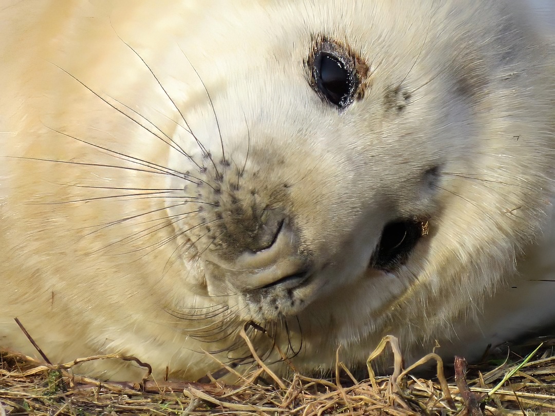 Seal Pup