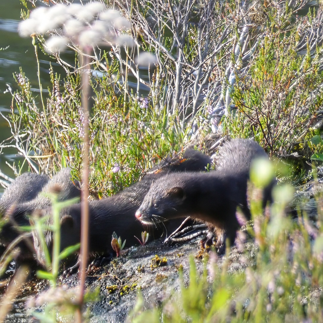 River Otters