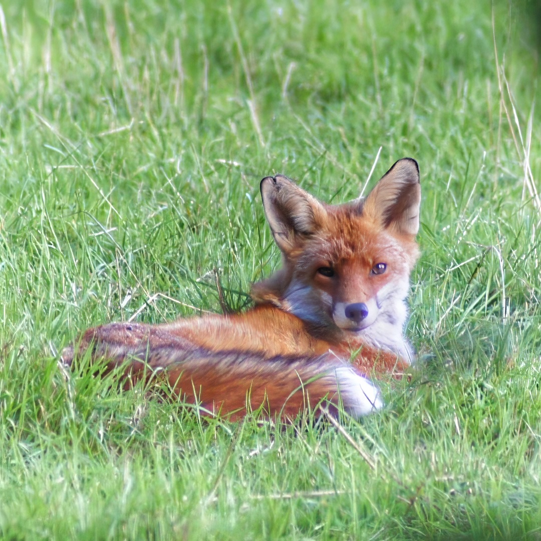 Red Fox