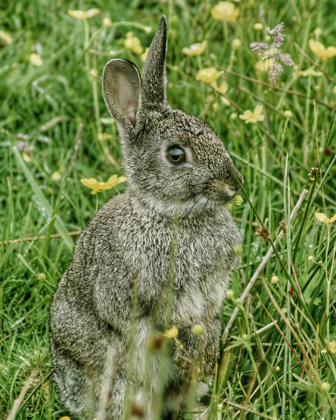 Wild Rabbit