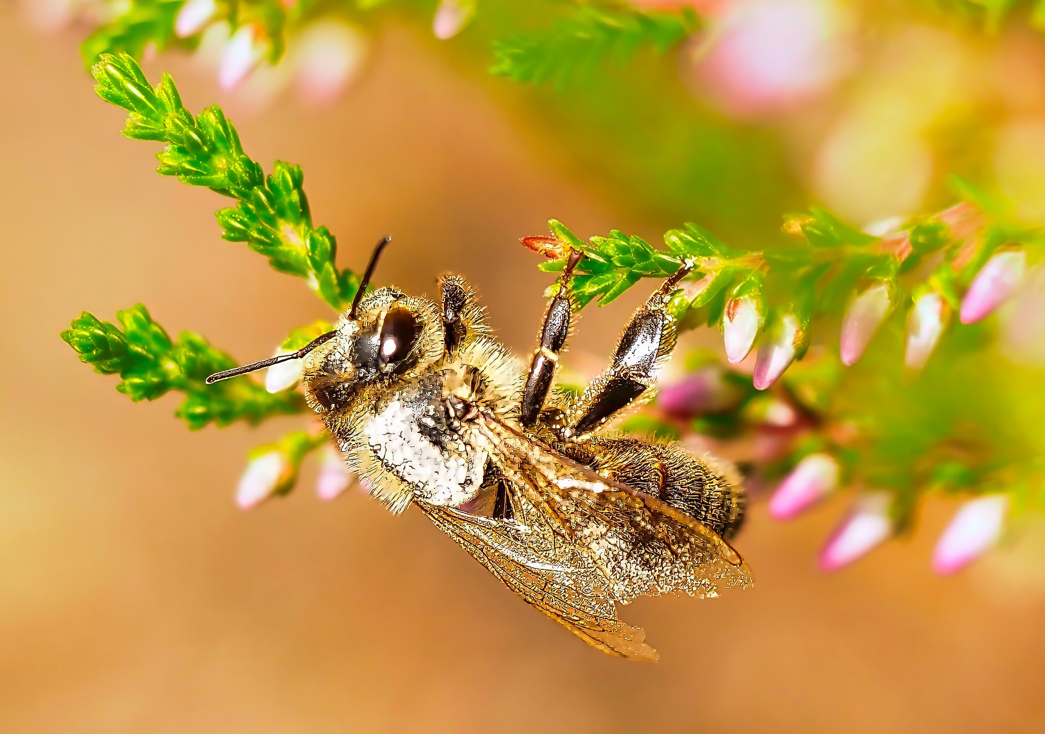 Mining Bee on Heather