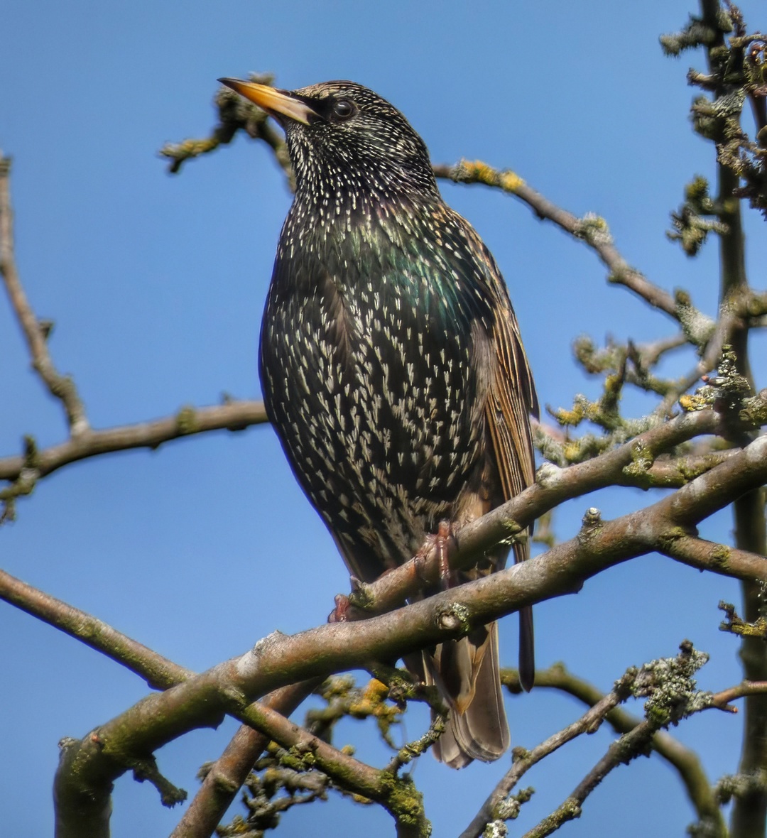 Starling