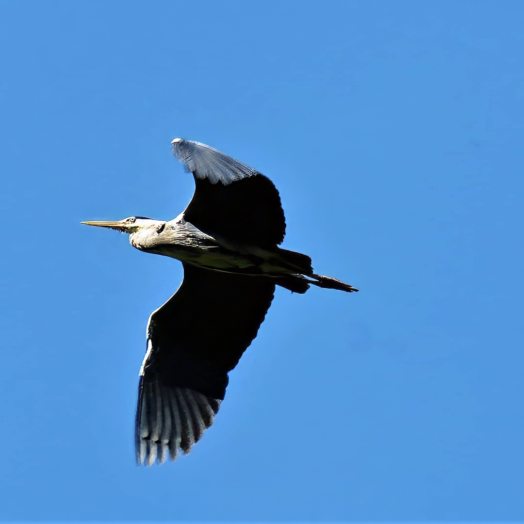 Grey Heron in Flight