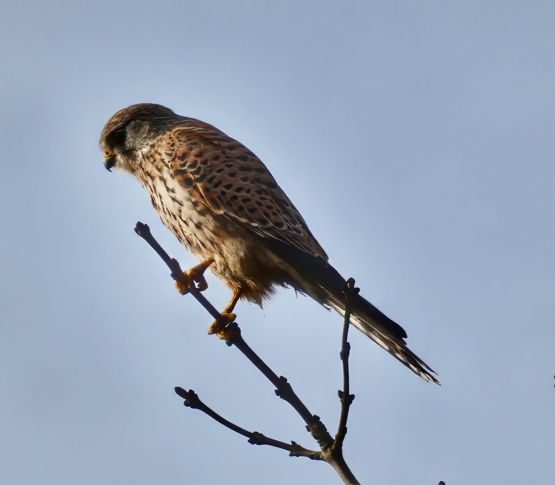 Kestrel