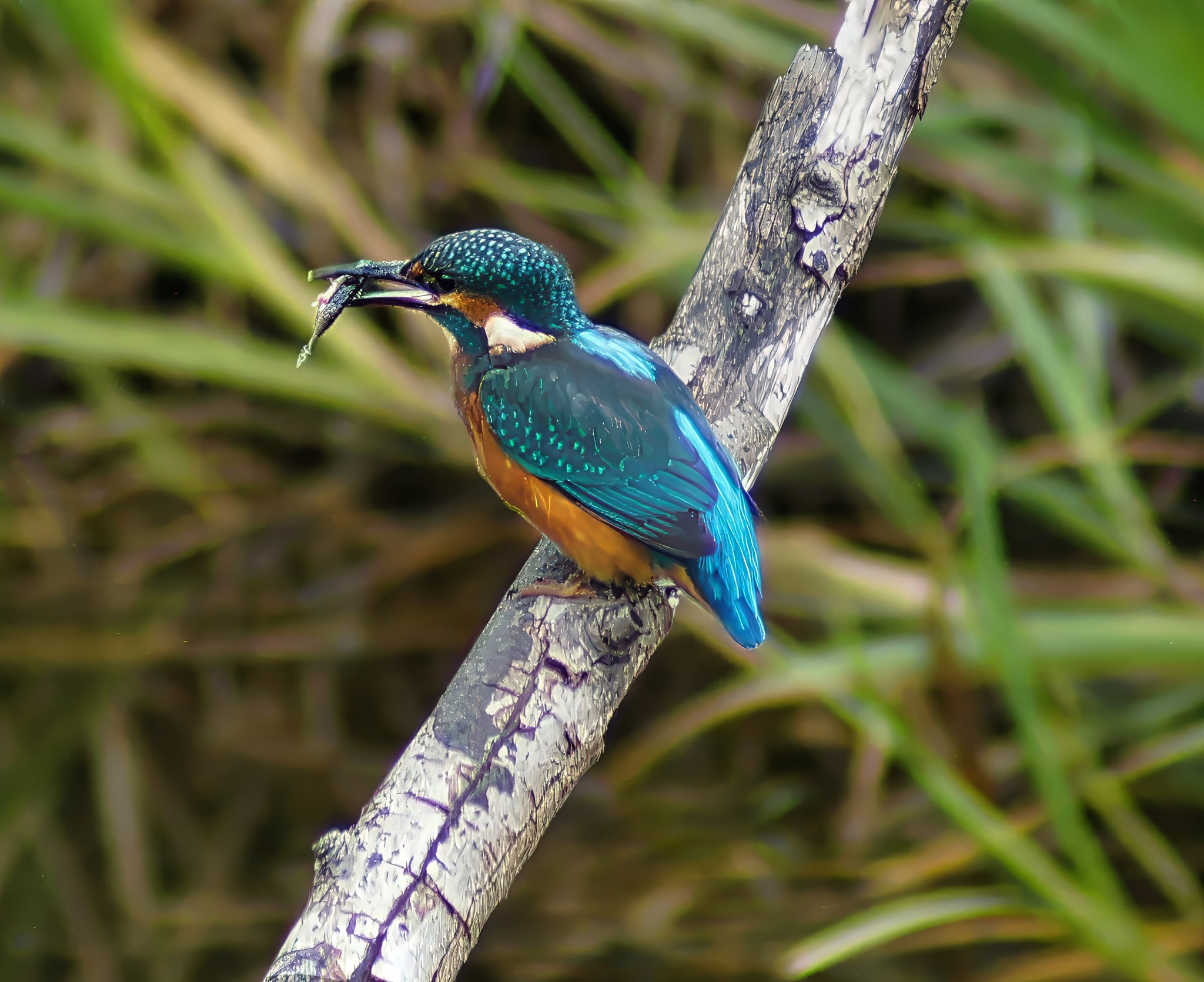 Kingfisher