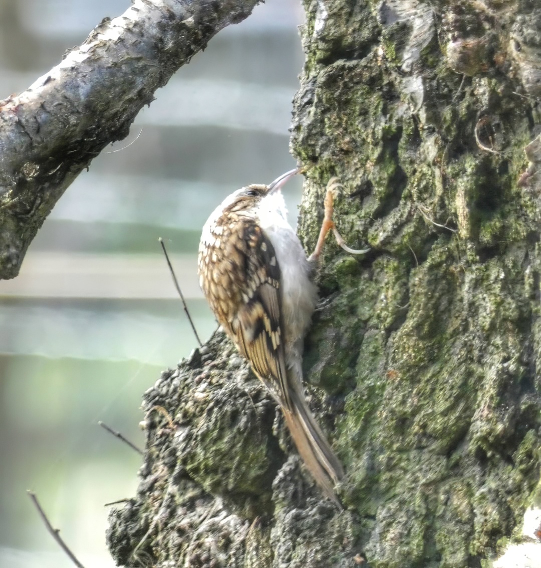 Treecreeper