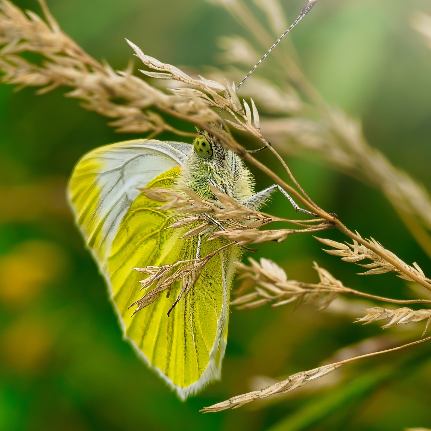 Brimstone on Seedhead