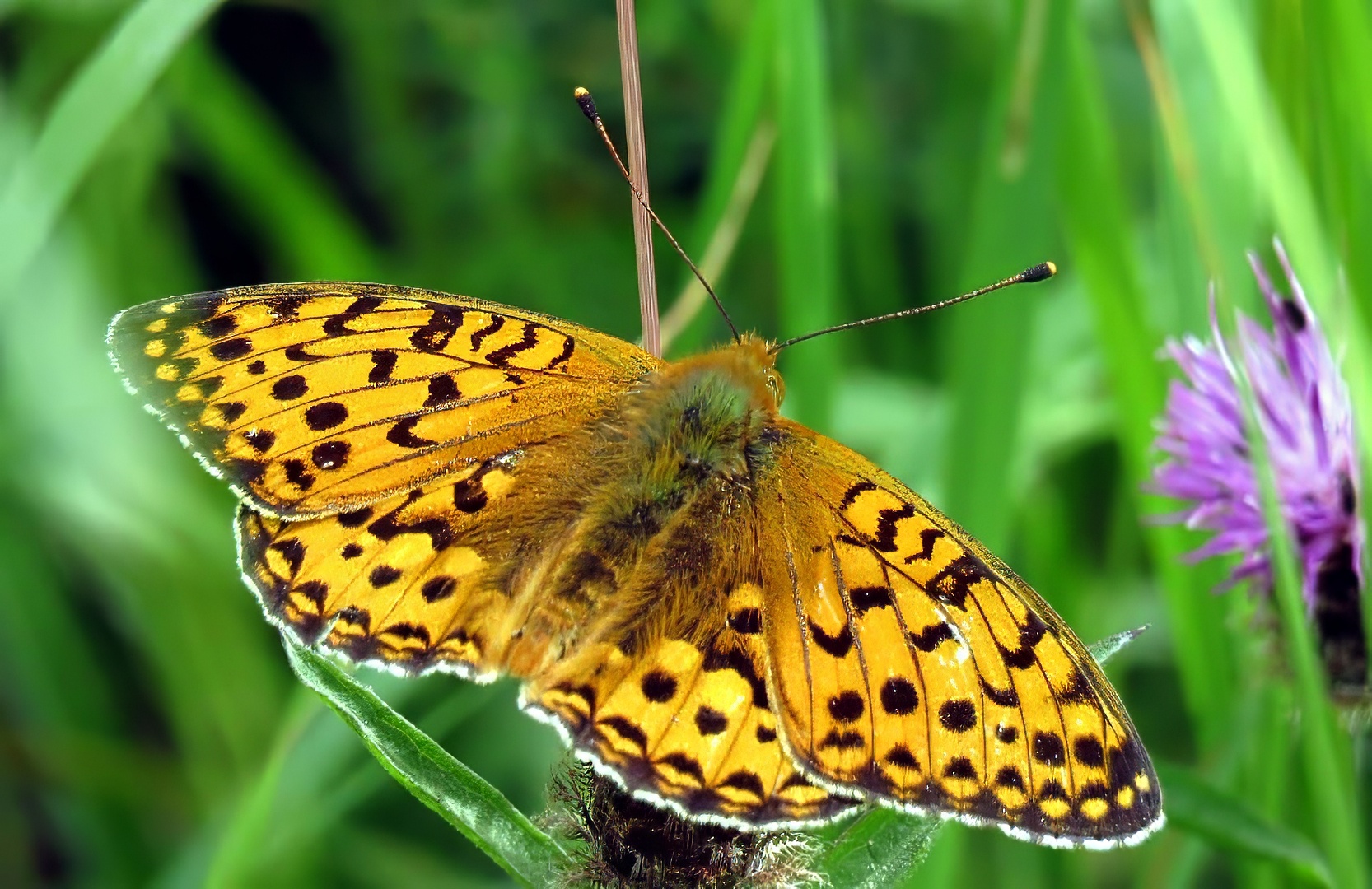 Dark Green Fritillary