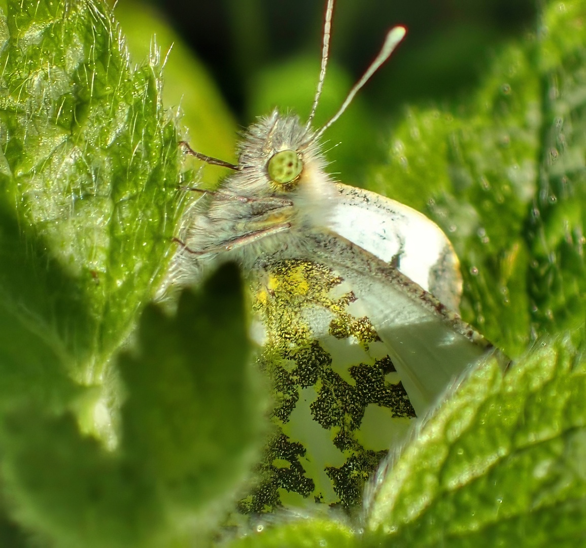 Green-veined White Portrait