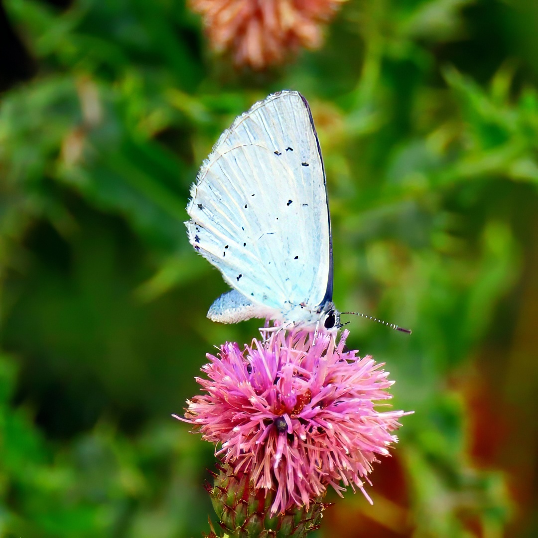 Holly Blue