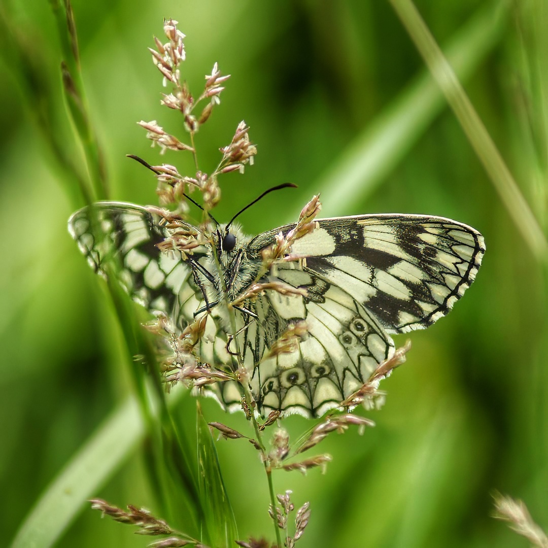 Marbled White