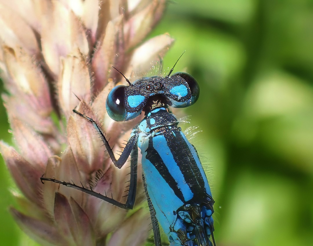 Damselfly Face-on