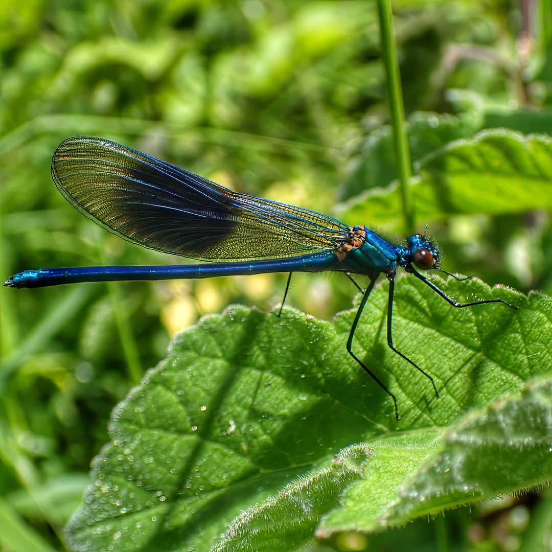 Demoiselle on Leaf