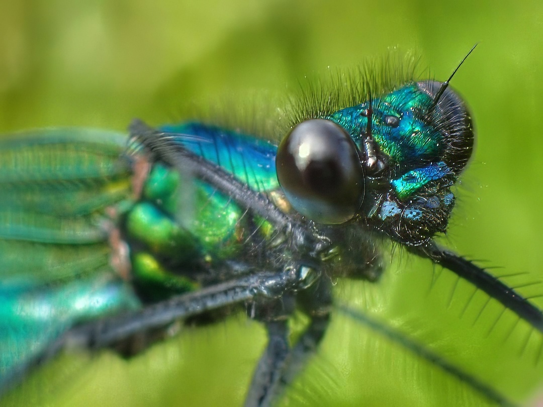 Beautiful Demoiselle