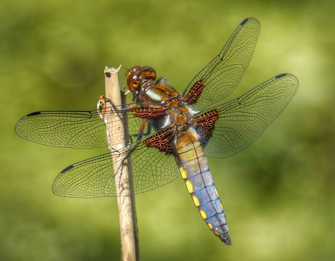 Broad-bodied Chaser