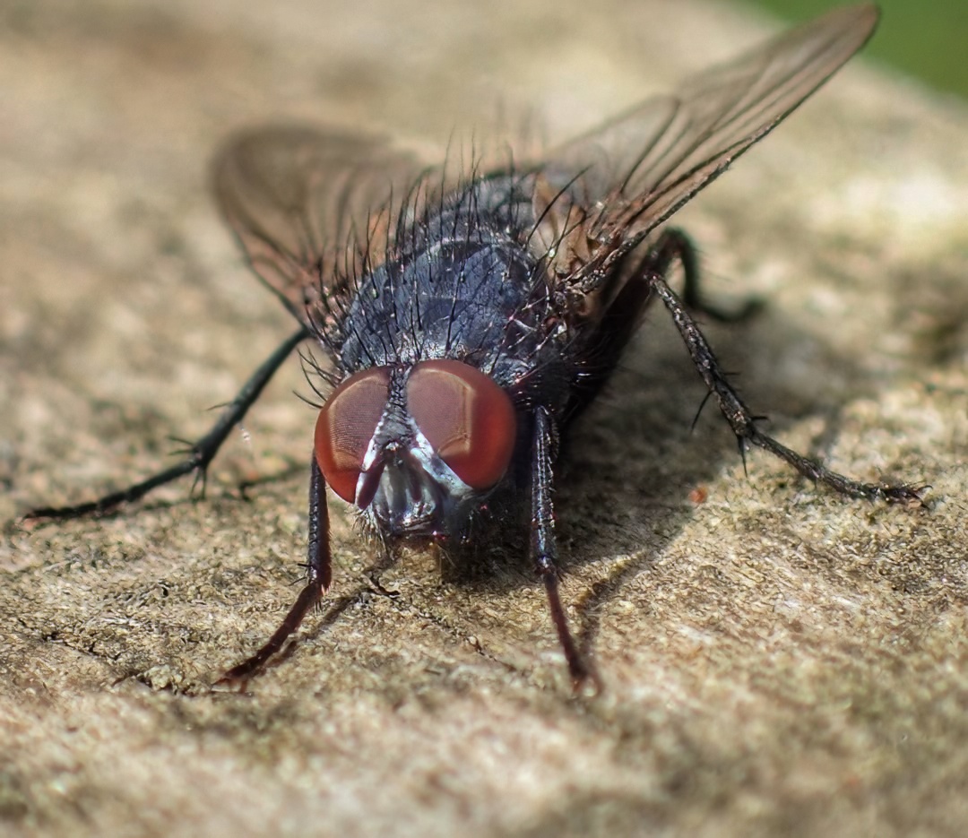 Blowfly Portrait