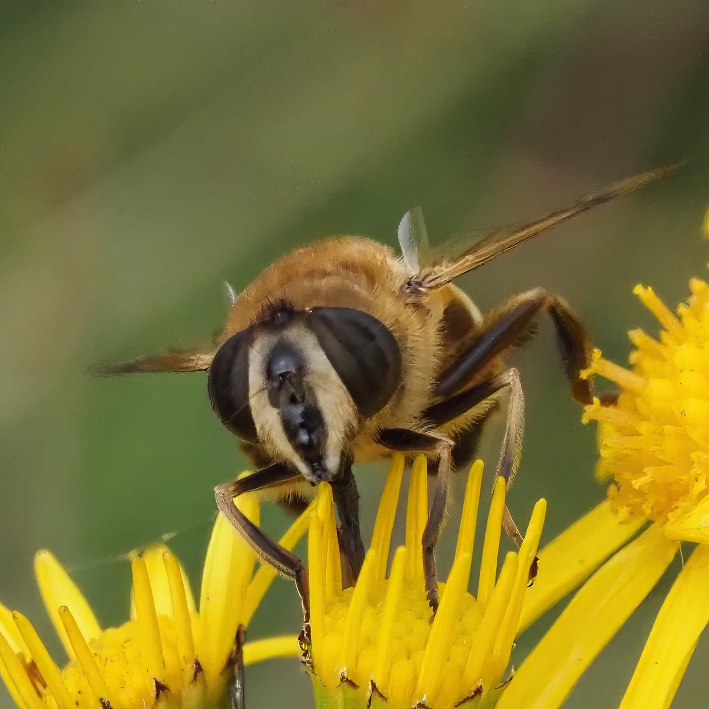 Drone Fly on Ragwort
