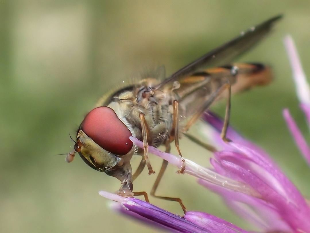 Hoverfly on Knapweed