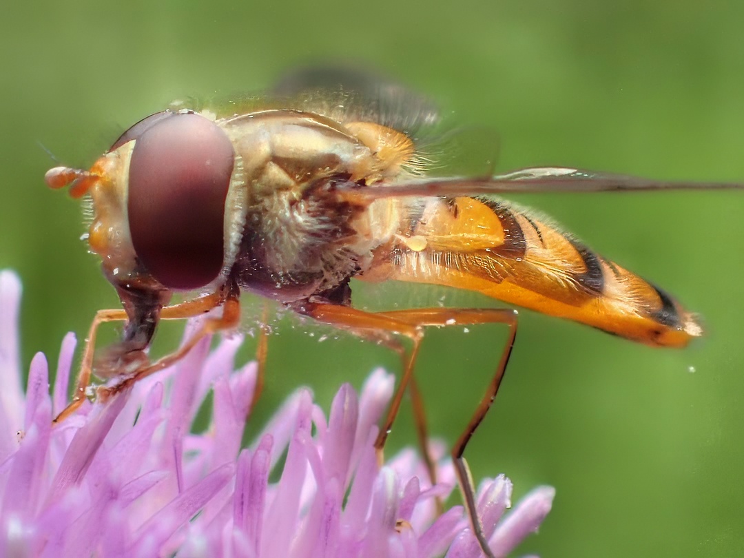 Hoverfly on Thistle