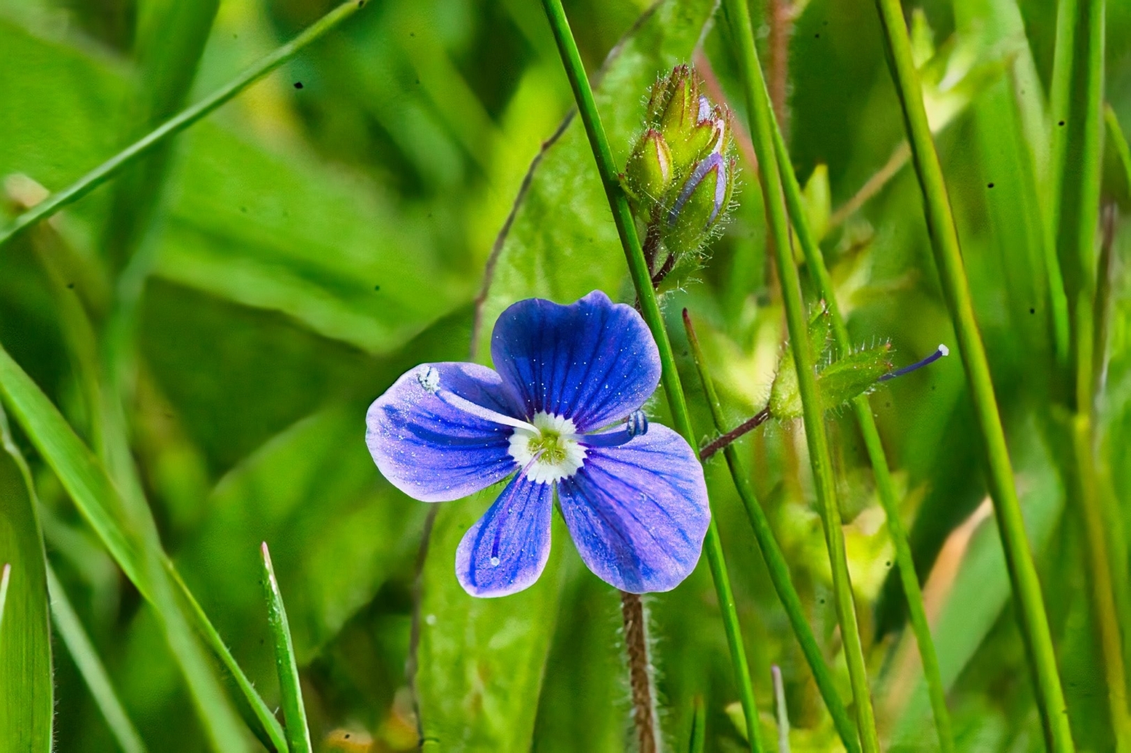 Germander Speedwell