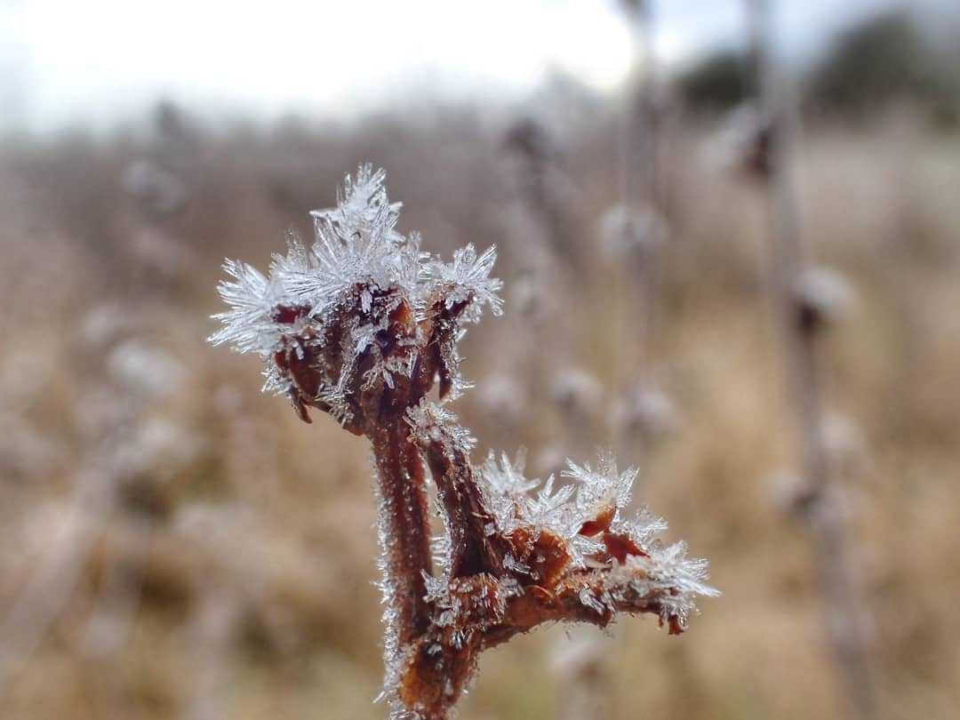 Frost on Seedhead
