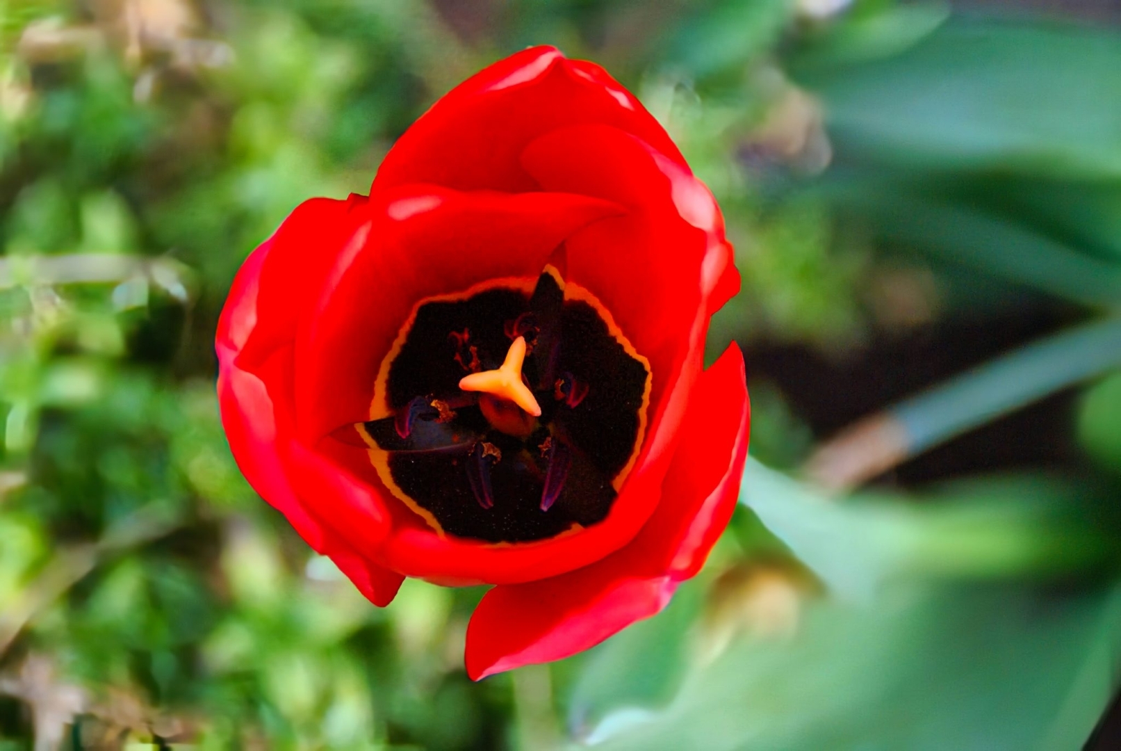 Striped Tulip