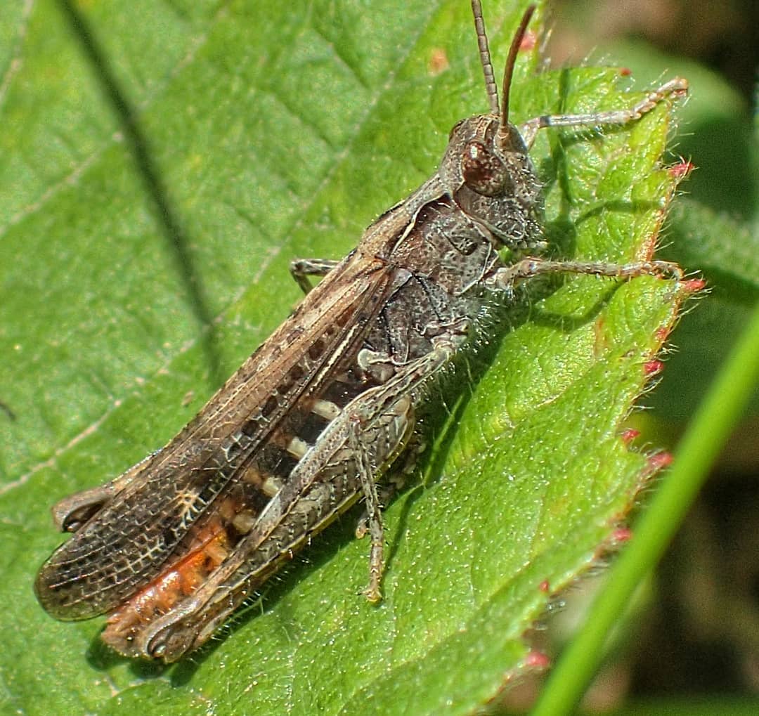 Field Grasshopper