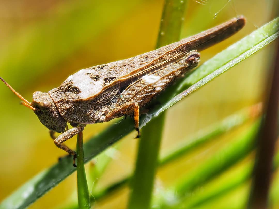 Grasshopper on Grass
