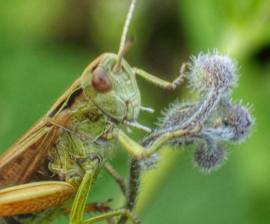 Grasshopper Feeding