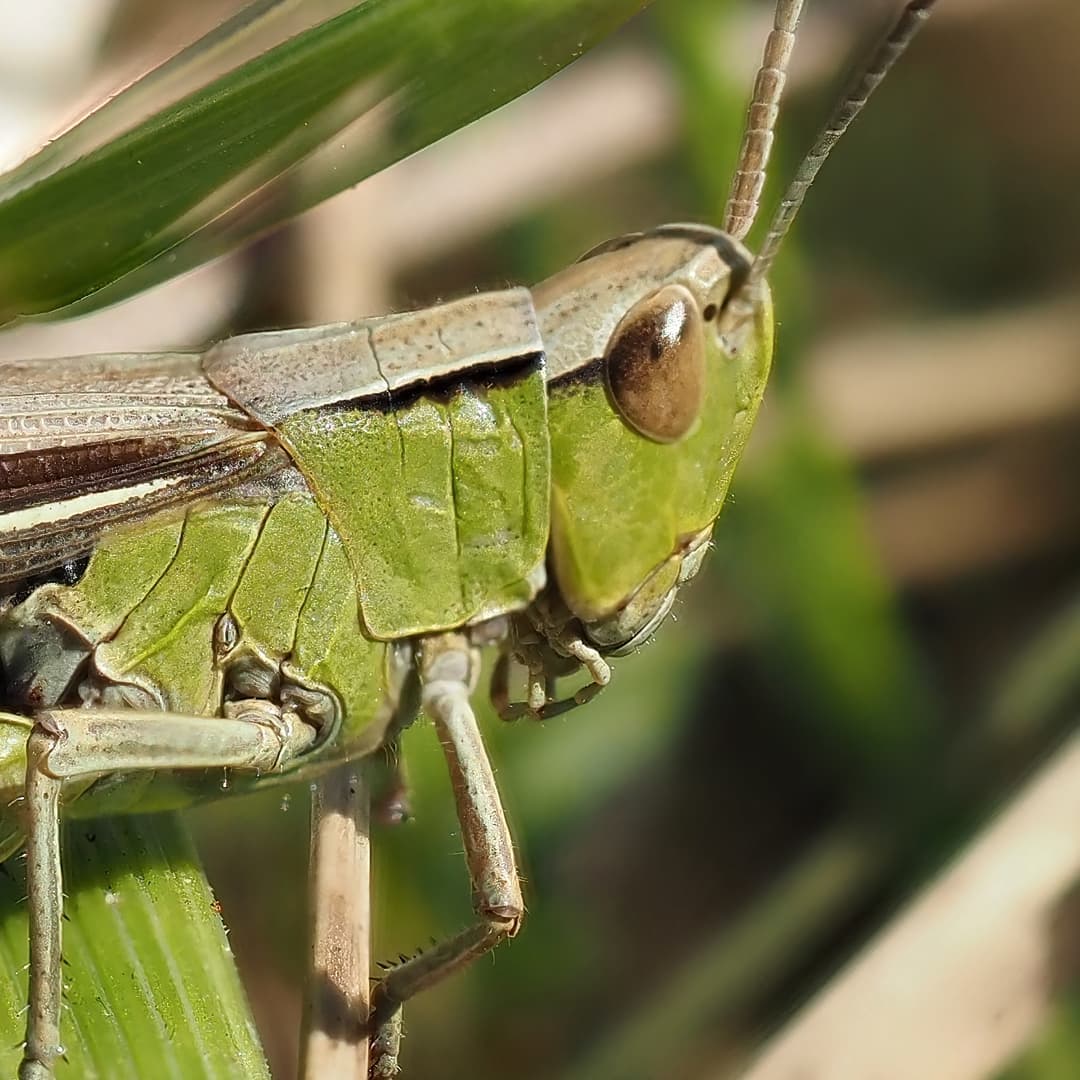 Green Grasshopper