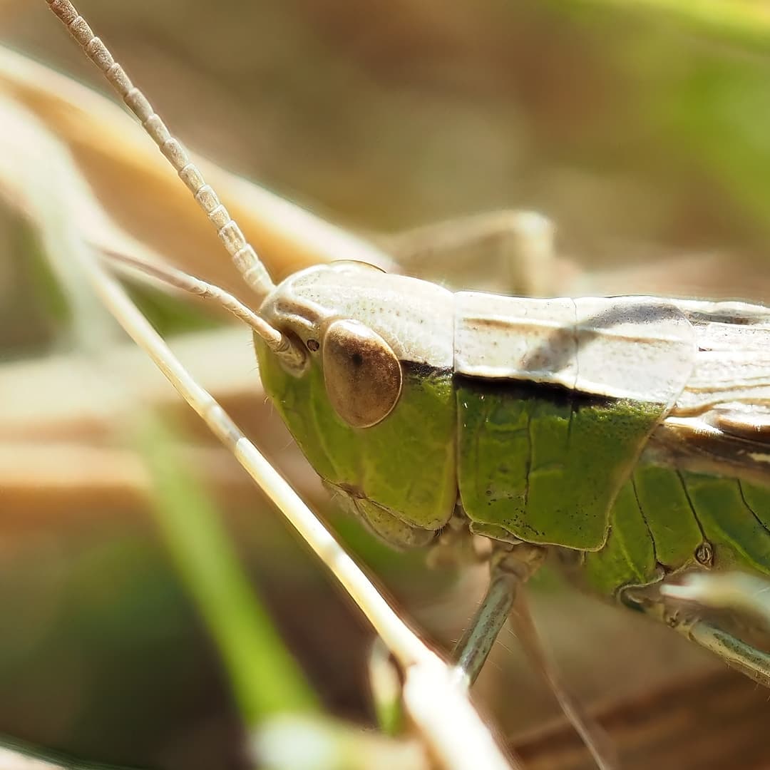 Pale Grasshopper