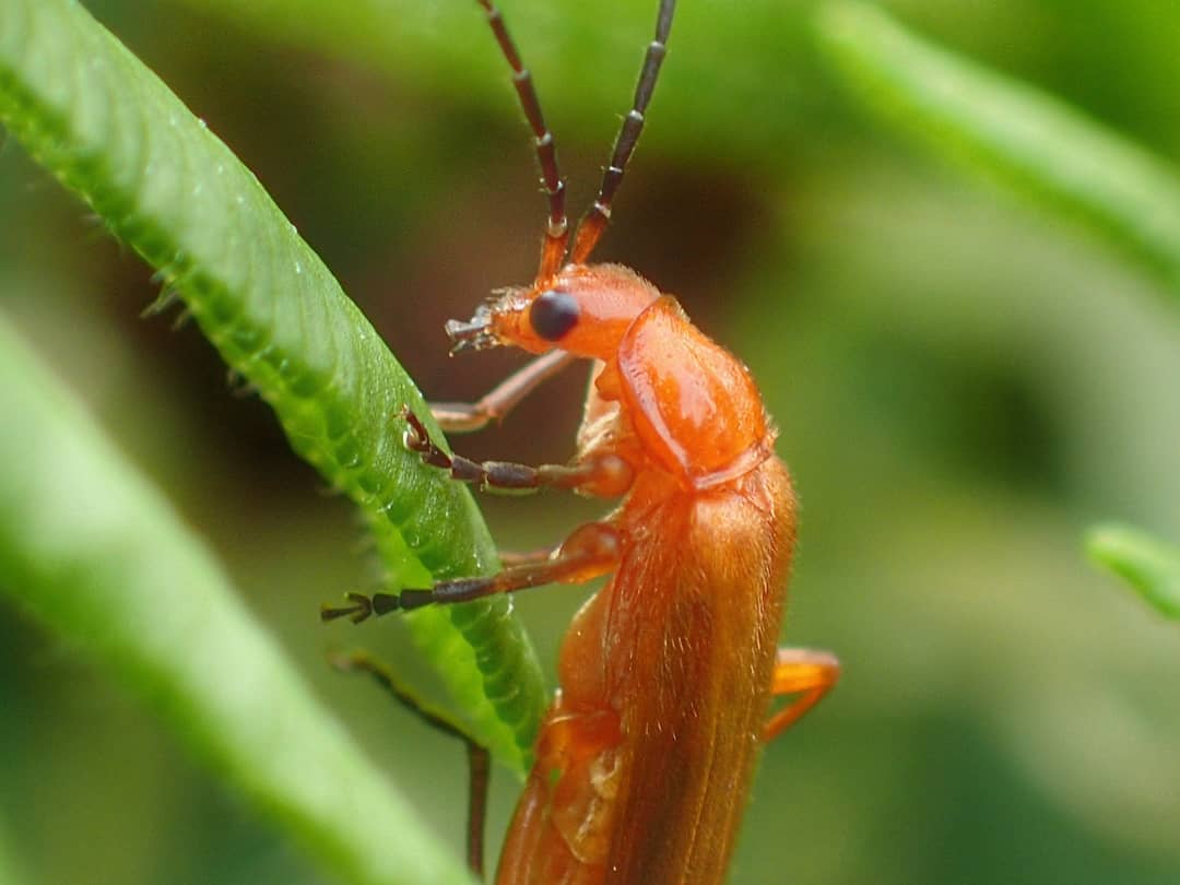 Soldier Beetle
