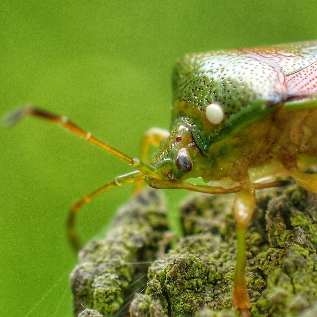 Green Shieldbug