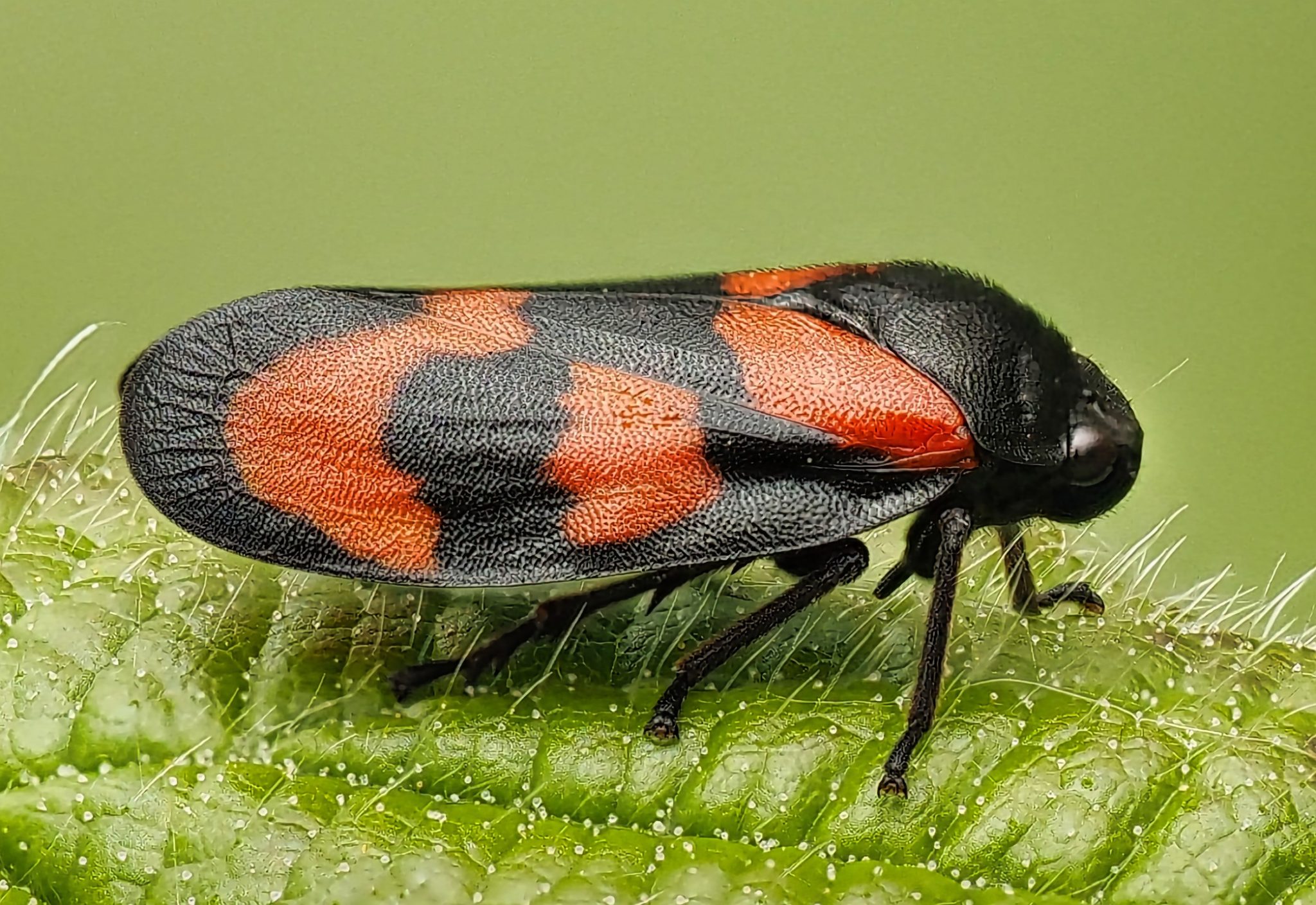 Red and Black Froghopper