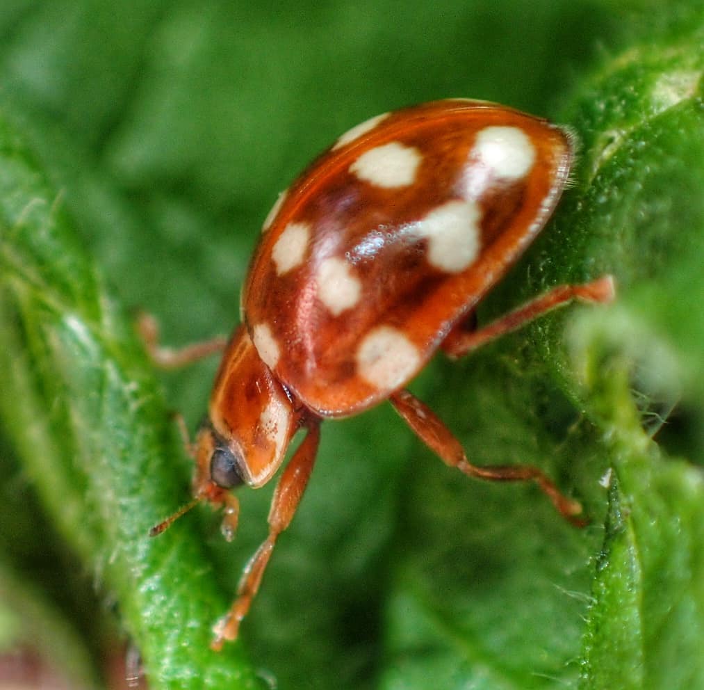 Cream-spot Ladybird
