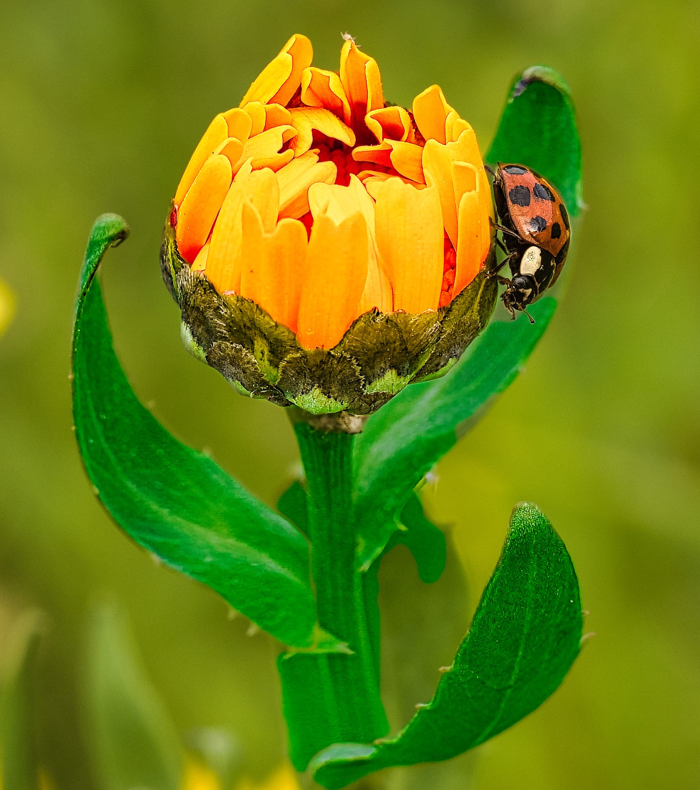 Harlequin on Marigold