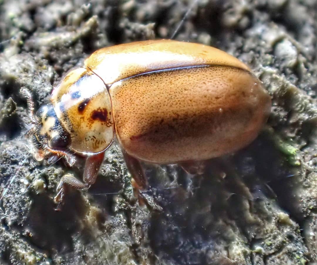 Newly Emerged Ladybird