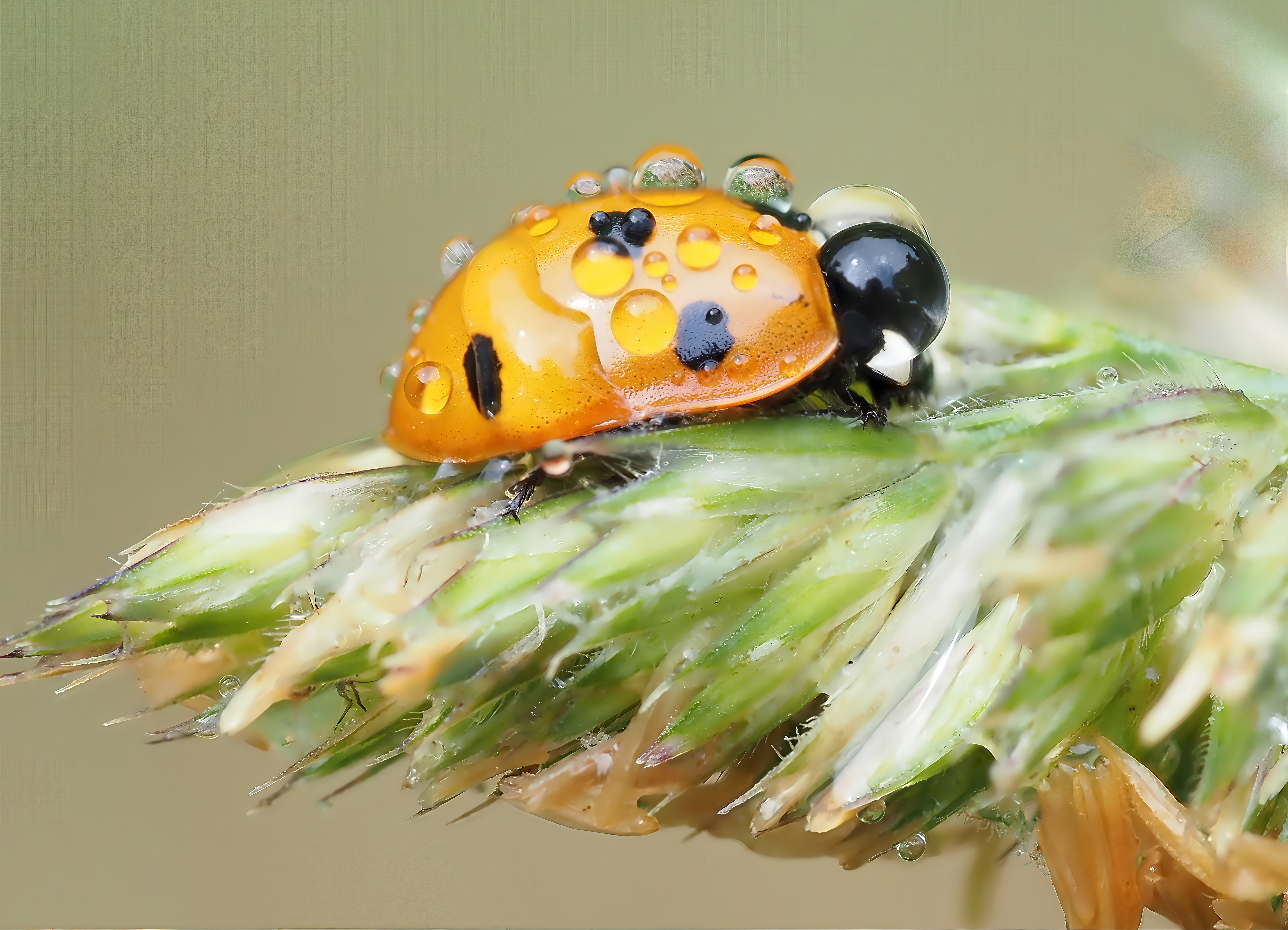 Dew-covered Ladybird