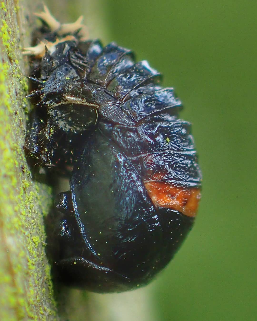 Ladybird Pupa