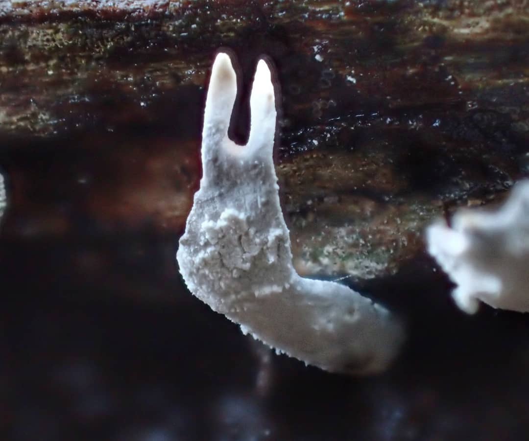 White Branching Lichen