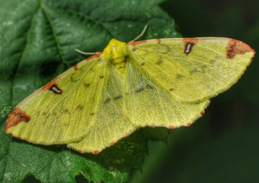 Brimstone Moth