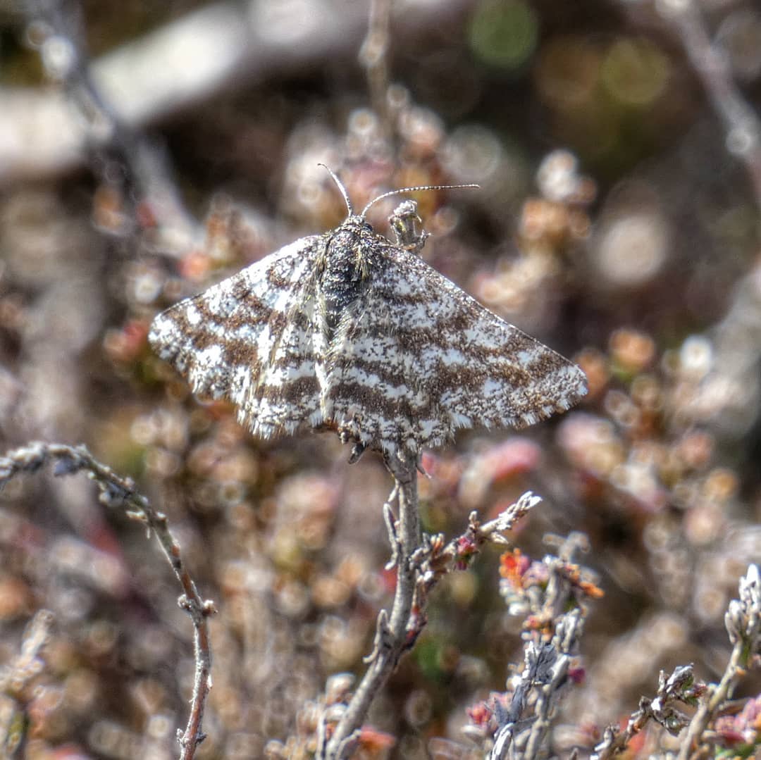 Common Heath Moth