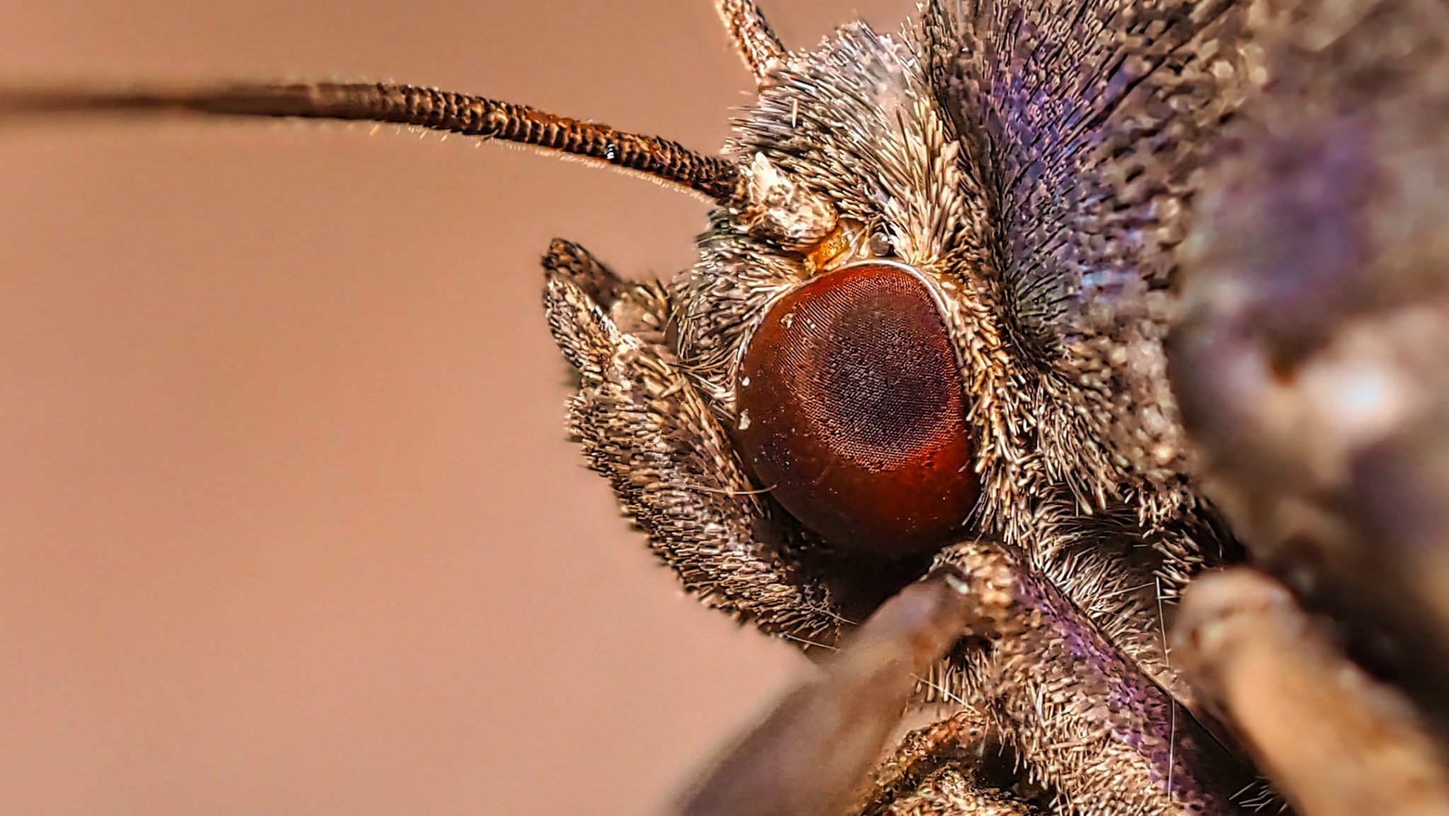 Moth Eye Close-up