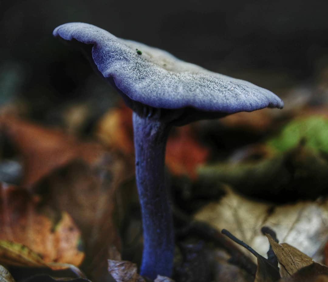 Single Amethyst Deceiver