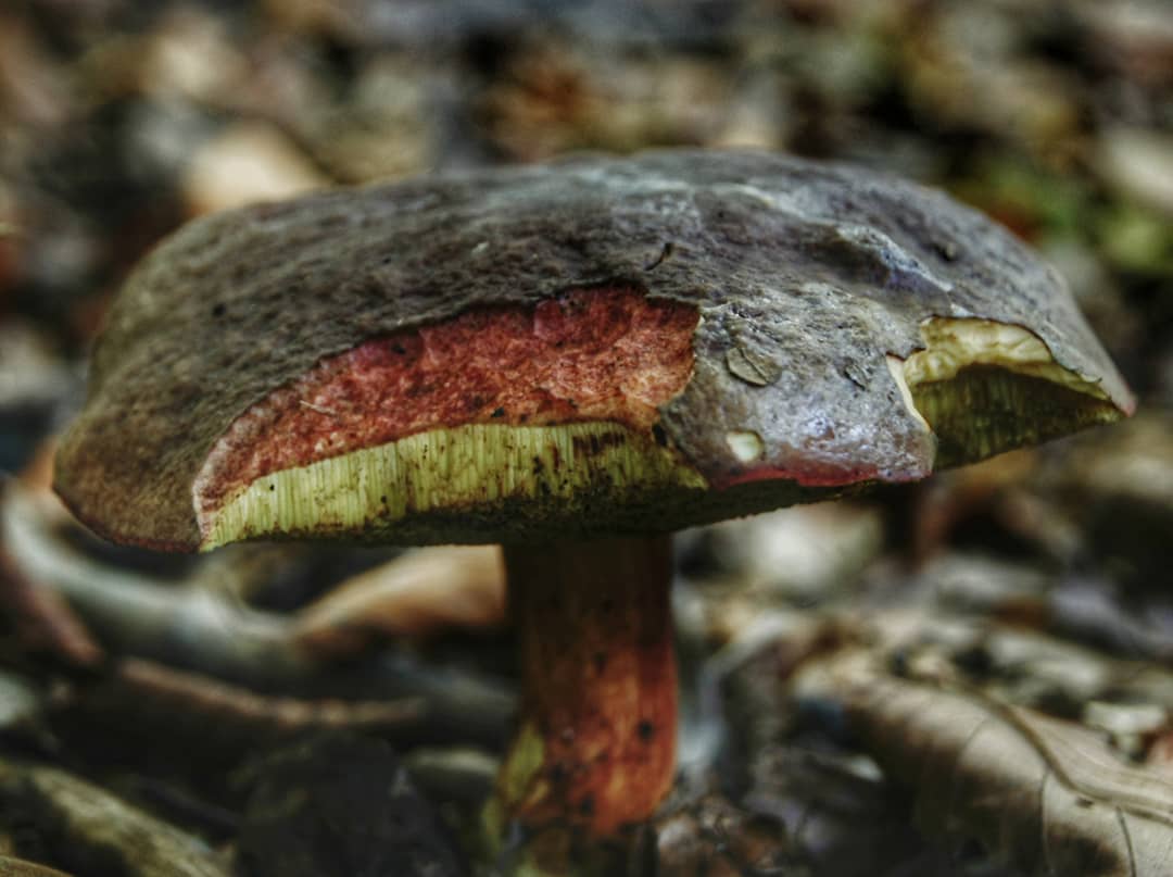 Devil's Bolete