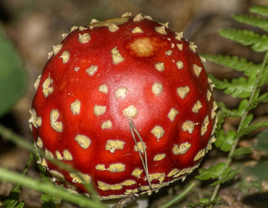 Fly Agaric Top View