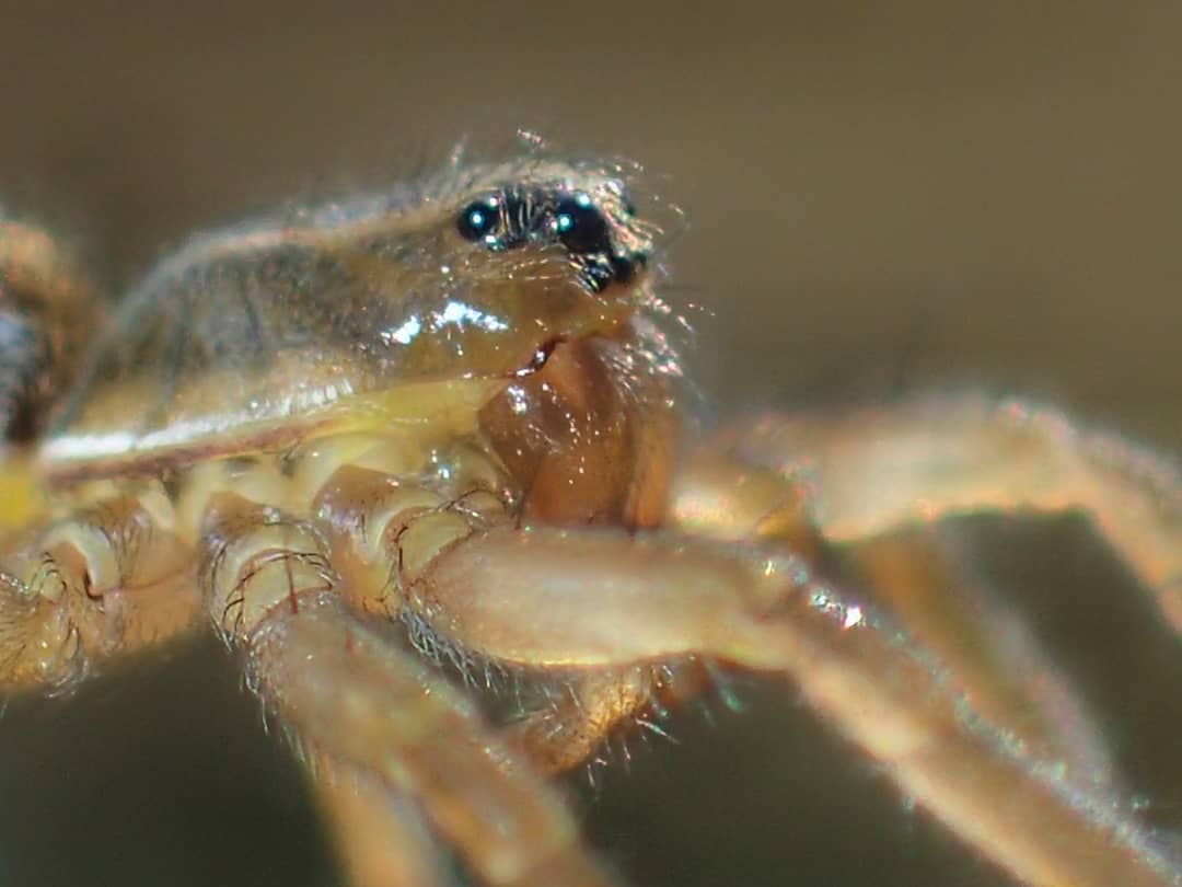 Crab Spider Face