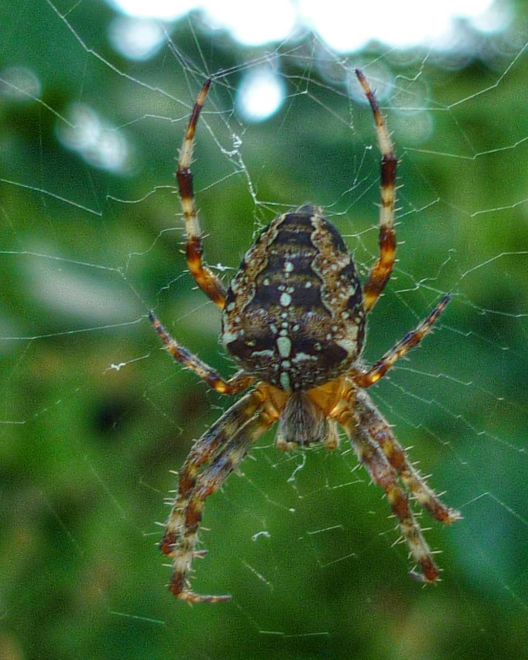 Garden Spider