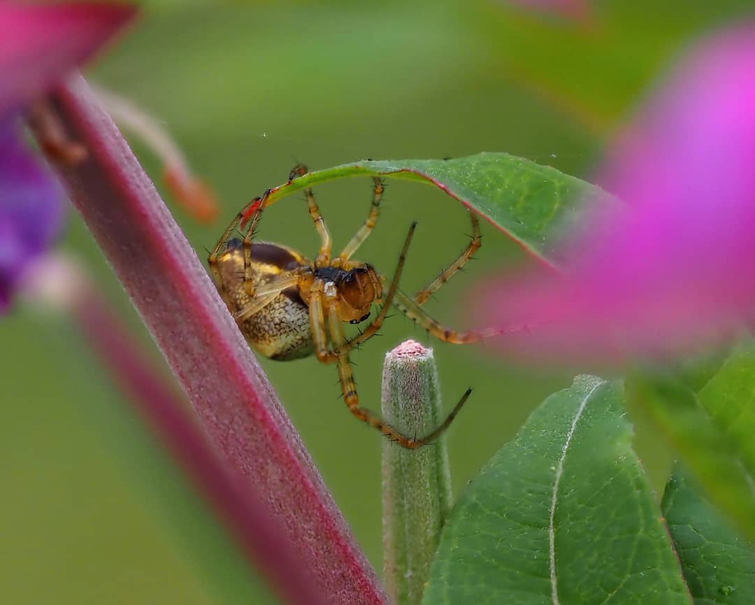 Garden Spider Under Leaf