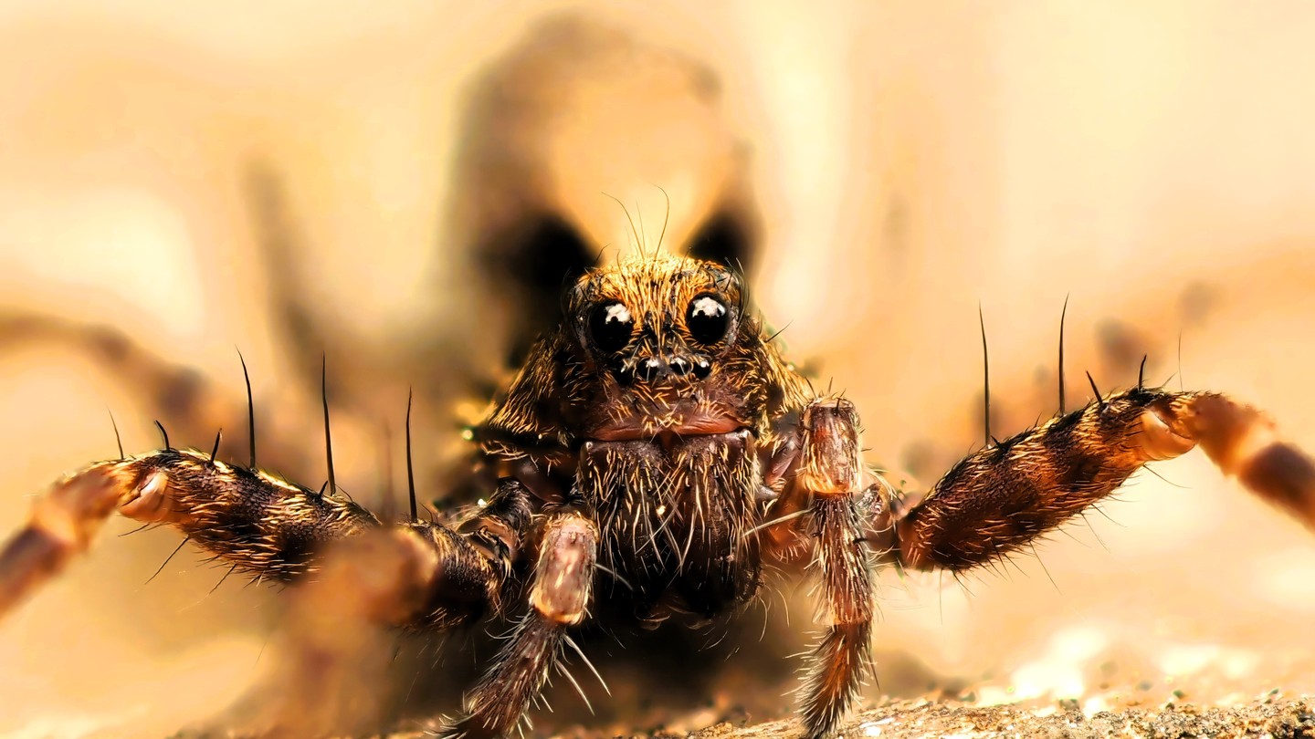 Jumping Spider Face